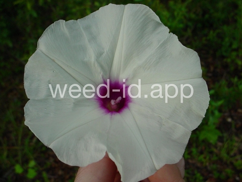 morningglory, bigroot